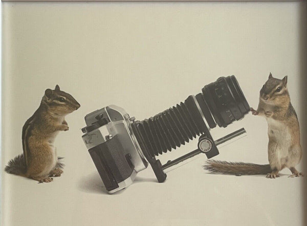 Taxidermy Chipmunk Photographers w/ Retro Camera Weird Anthropomorphic Photo FUN