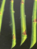 Asparagus Fine Art Photograph Photorealism Chef Kitchen Decor Vegetables Framed