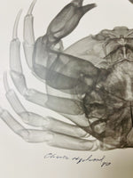 Signed & Numbered Vintage Crab Xray Photographic Art Print 1980 Koetsier Style