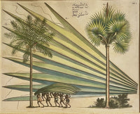 Exotic Botanical Print Pair after Hortus Malabaricus (1678-1693) Kerala India