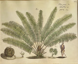 Exotic Botanical Print Pair after Hortus Malabaricus (1678-1693) Kerala India